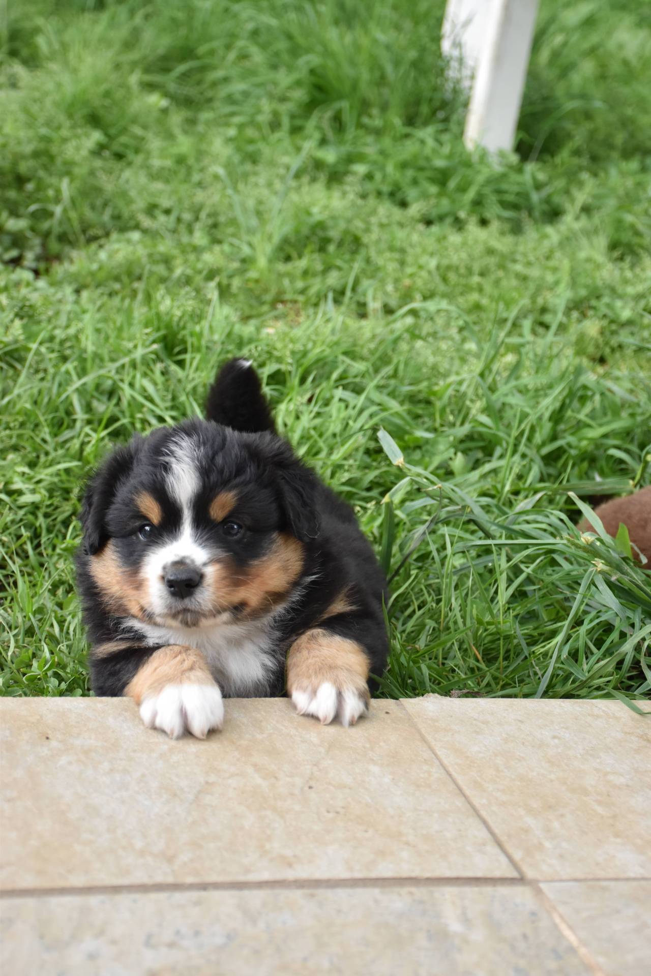 Chiots berger americains  septième