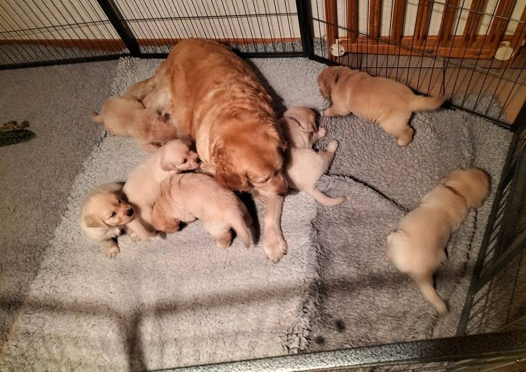 Chiots Golden Retriever lof à réserver deuxième
