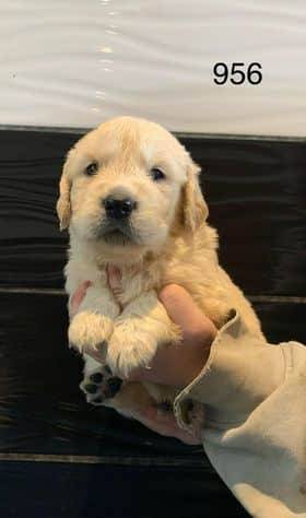 Chiot Golden Retriever quatrième