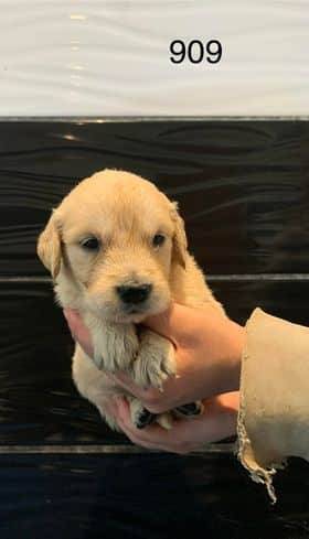 Chiot Golden Retriever troisième