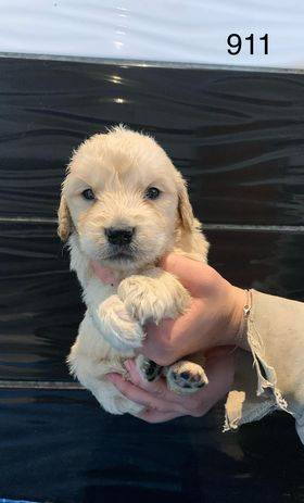 Chiot Golden Retriever huitième