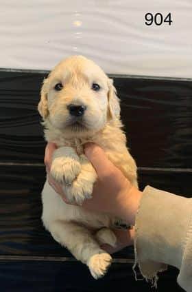 Chiot Golden Retriever deuxième
