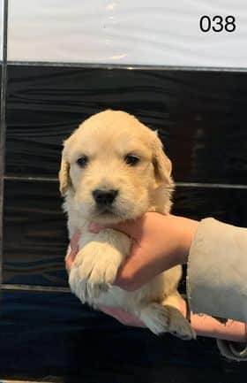 Chiot Golden Retriever huitième