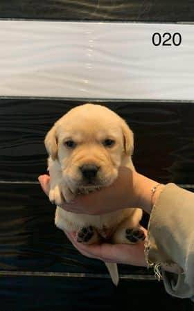 Chiots Labradors sable sixième