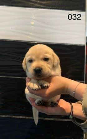 Chiots Labradors sable huitième