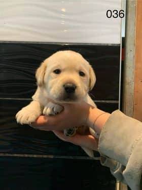Chiots Labradors sable sixième