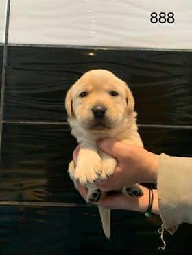 Chiots Labradors sable troisième