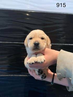 Chiots Labradors sable quatrième