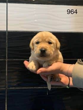 Chiots Labradors sable sixième
