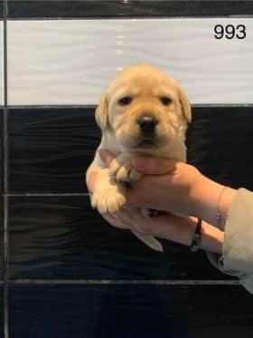 Chiots Labradors sable sixième