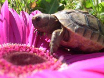af6d717749acbad7d3055009.jpg - tortues 029