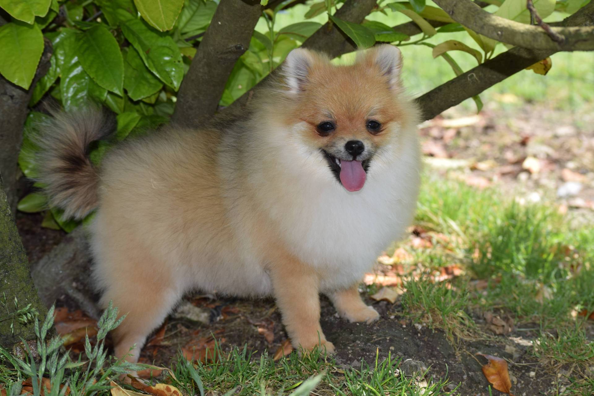 A vendre  Spitz poméranien neuvième
