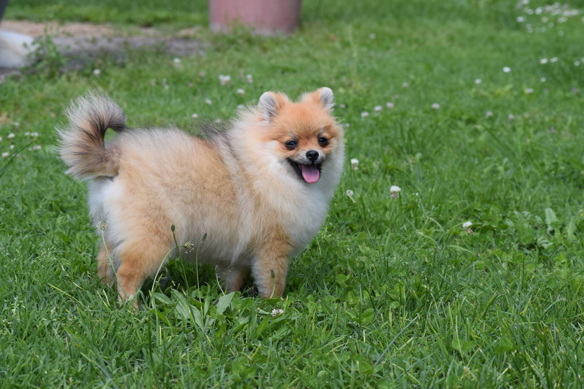 A vendre  Spitz poméranien neuvième