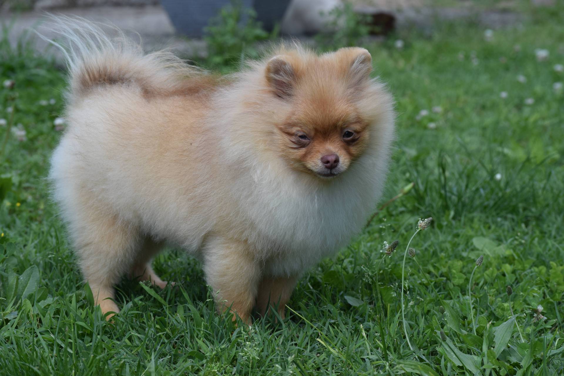 A vendre  Spitz poméranien sixième