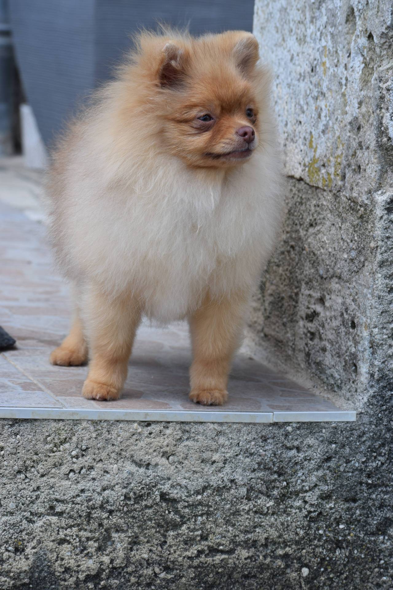 A vendre  Spitz poméranien cinquième