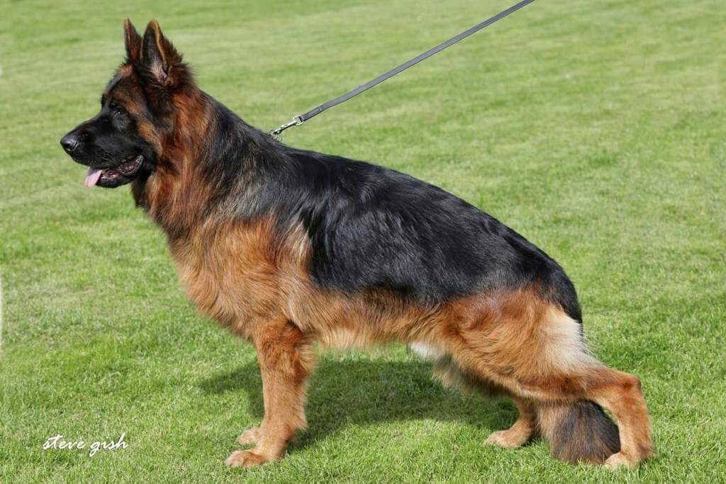 Chiot berger allemand poil long lof  septième