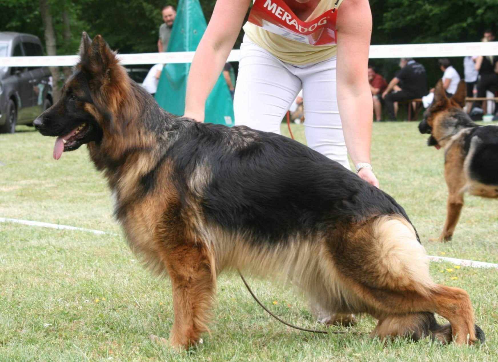 Chiot berger allemand poil long lof  deuxième