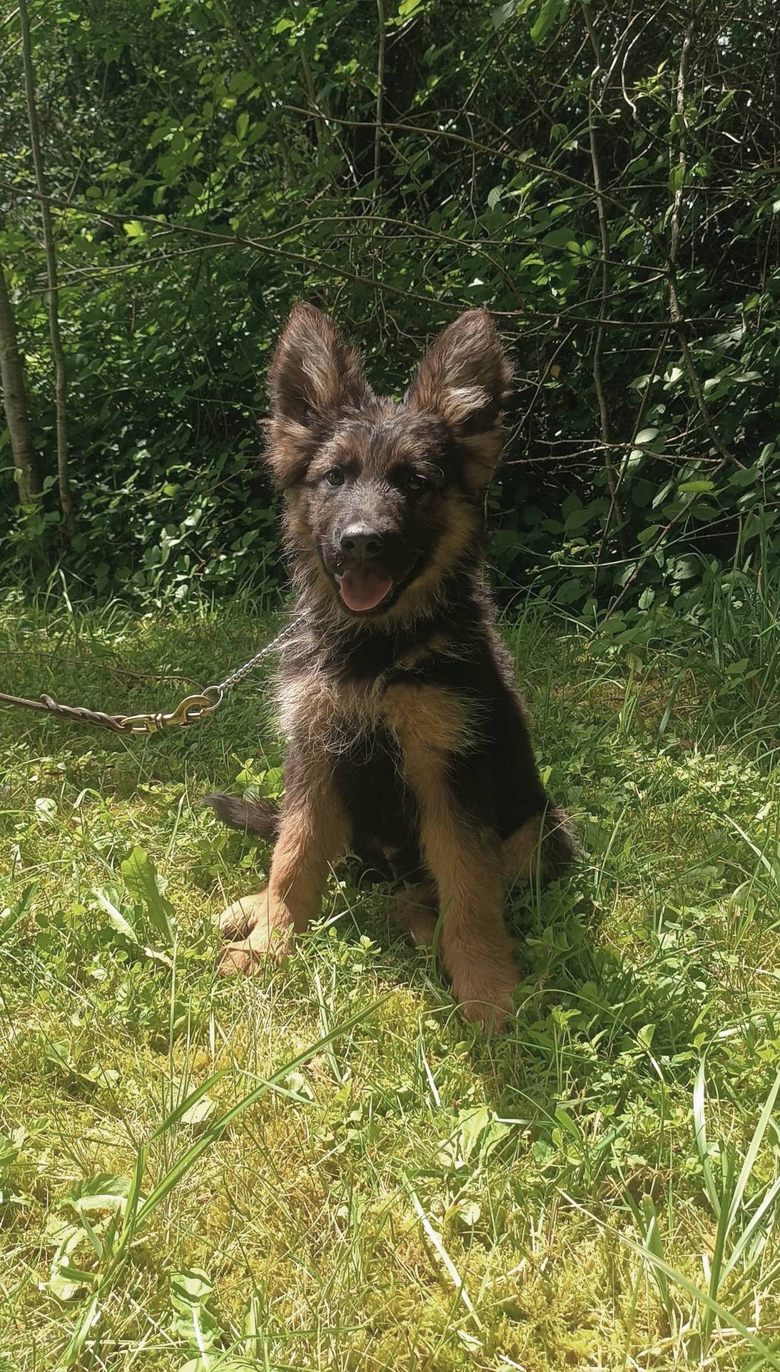 Chiot berger allemand poil long lof  première