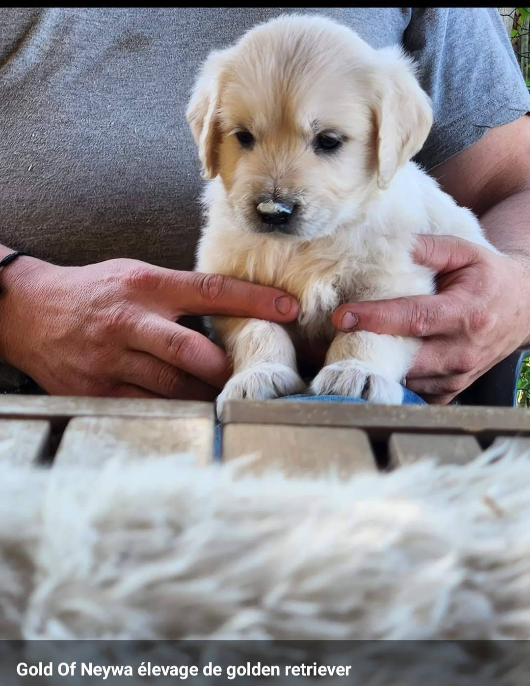 Magnifique chiots golden retriever !!! Disponible immédiatement  deuxième