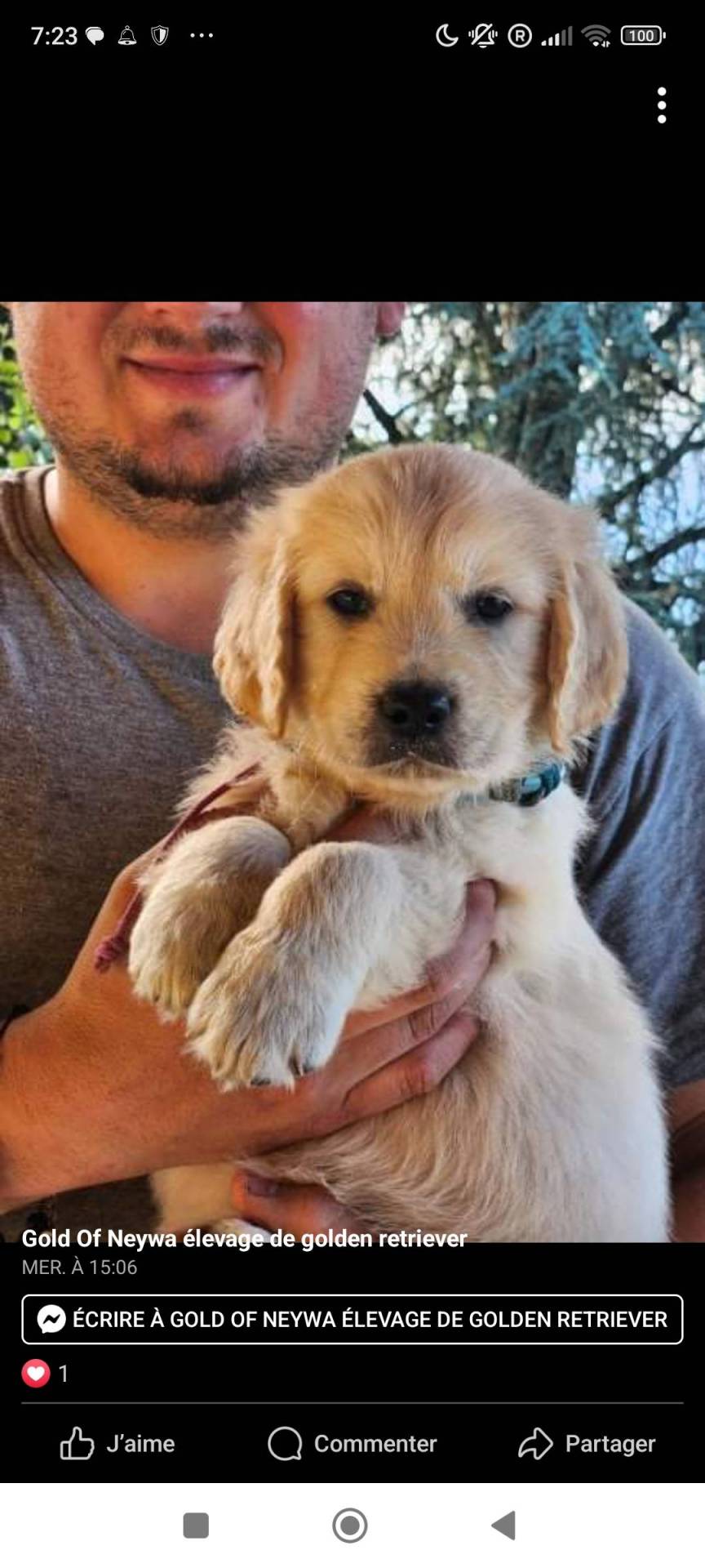 Magnifique chiots golden retriever !!! Disponible immédiatement  cinquième