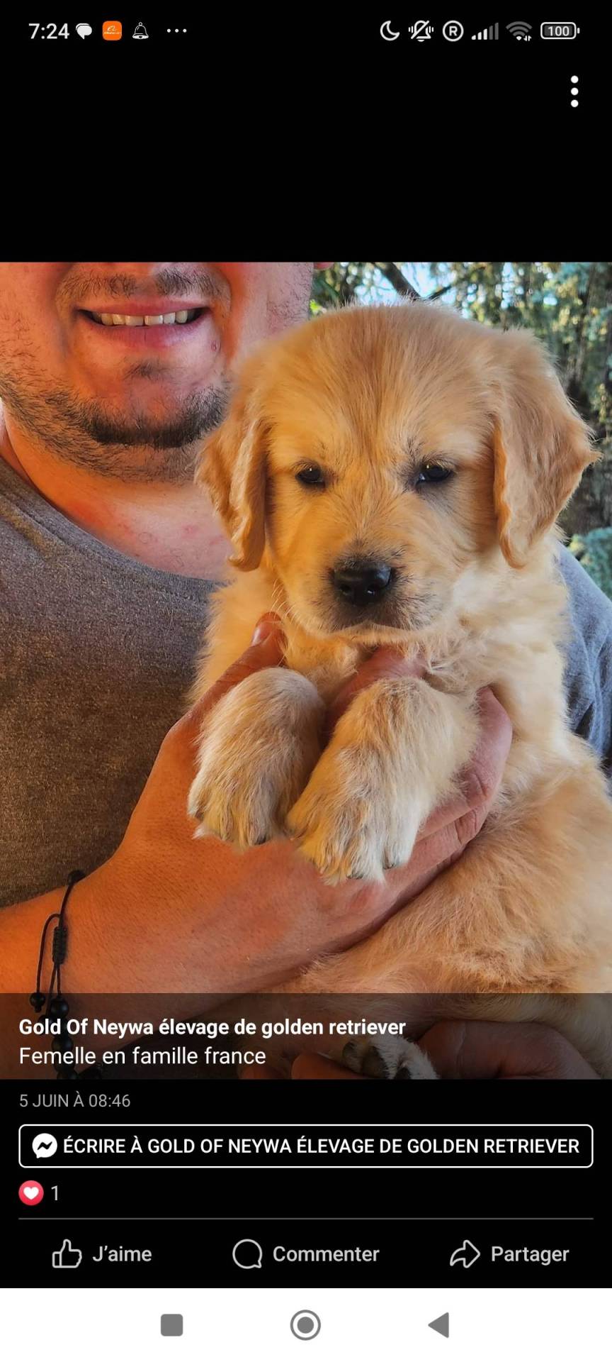 Magnifique chiots golden retriever !!! Disponible immédiatement  deuxième