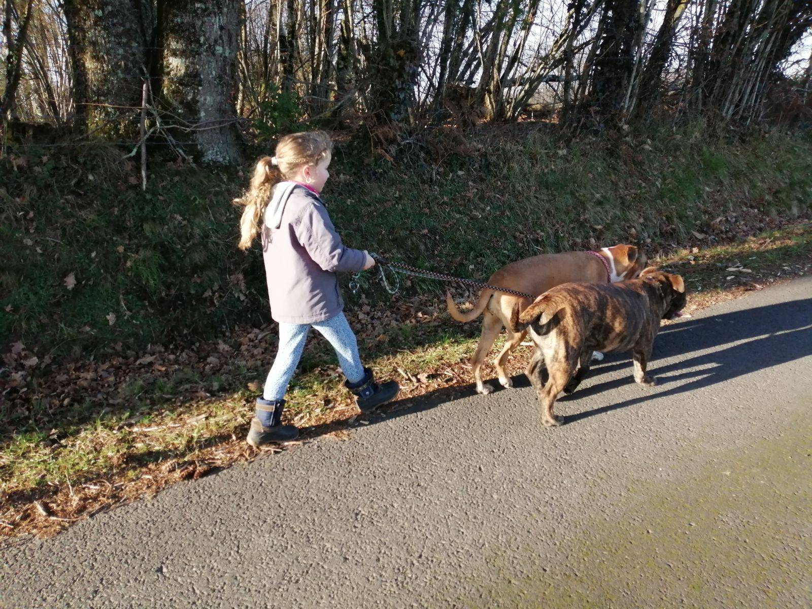Éducation Canine à domicile septième