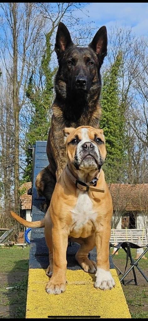 Éducation Canine à domicile sixième