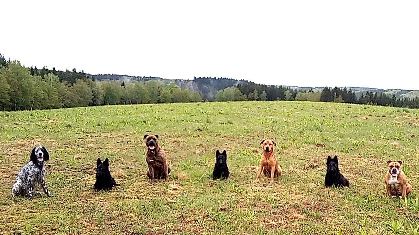 Éducation Canine à domicile deuxième