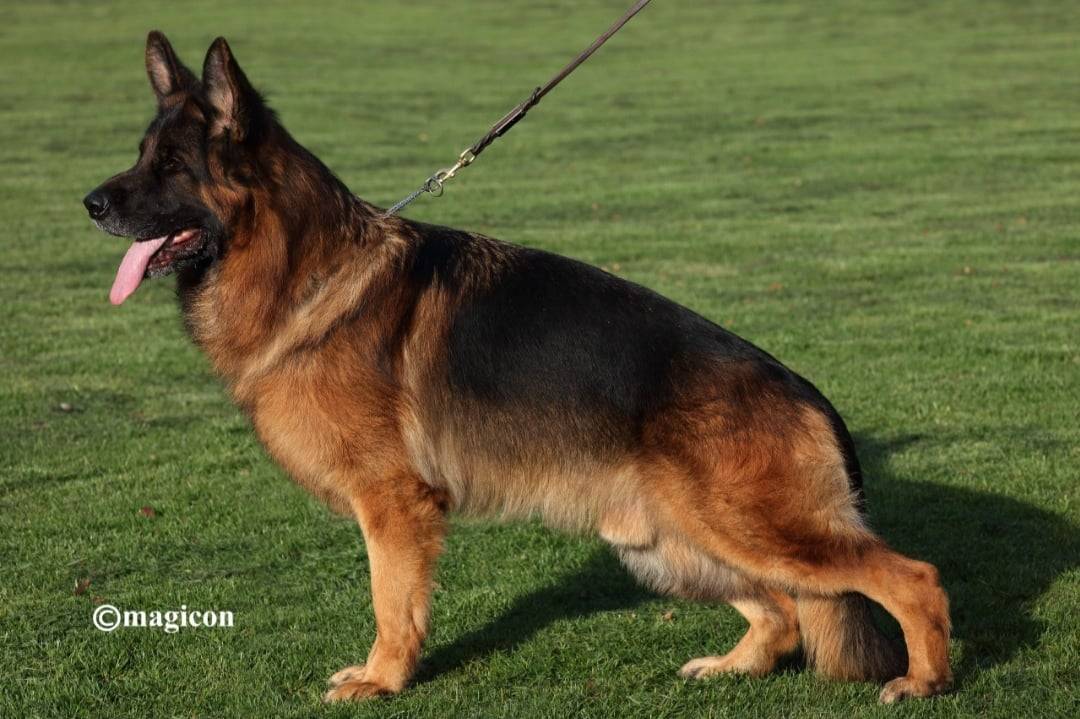 Chiot berger allemand lof quatrième