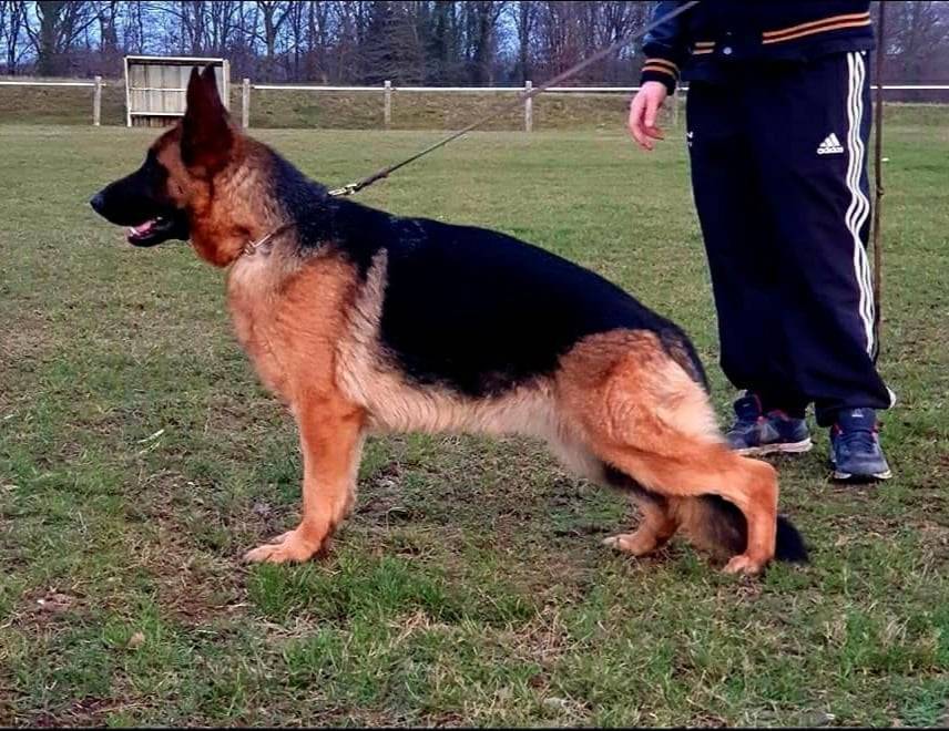 Chiot berger allemand lof neuvième
