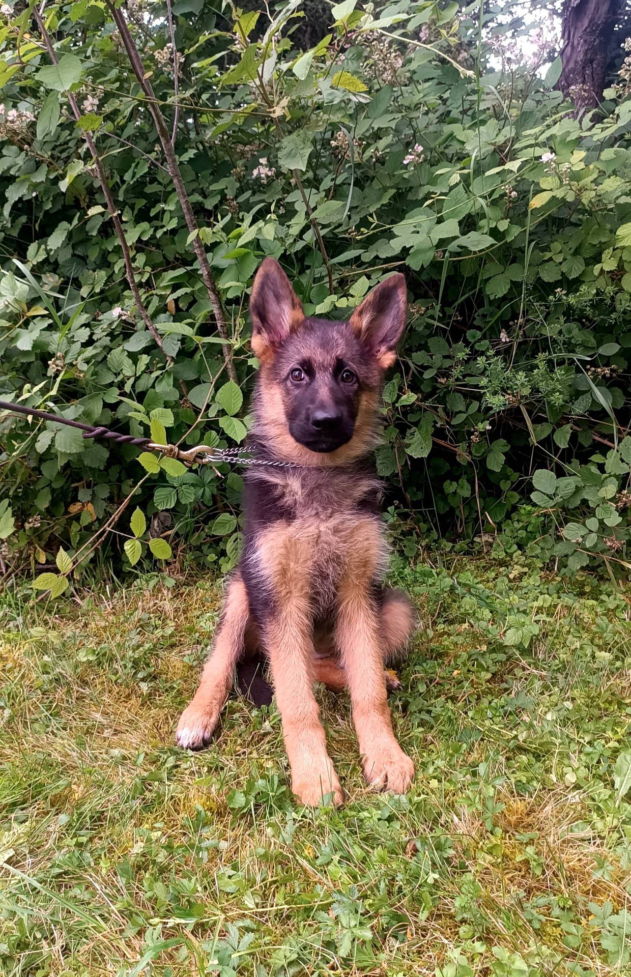 Chiot berger allemand lof septième