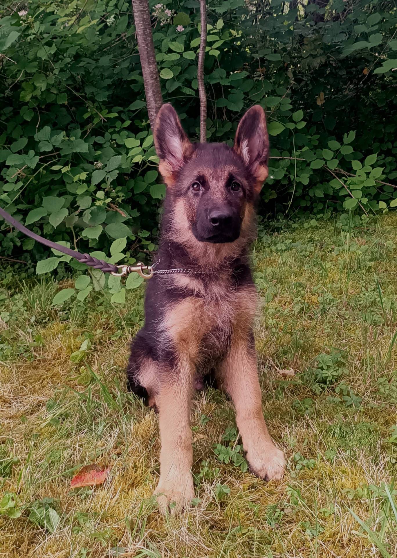 Chiot berger allemand lof septième