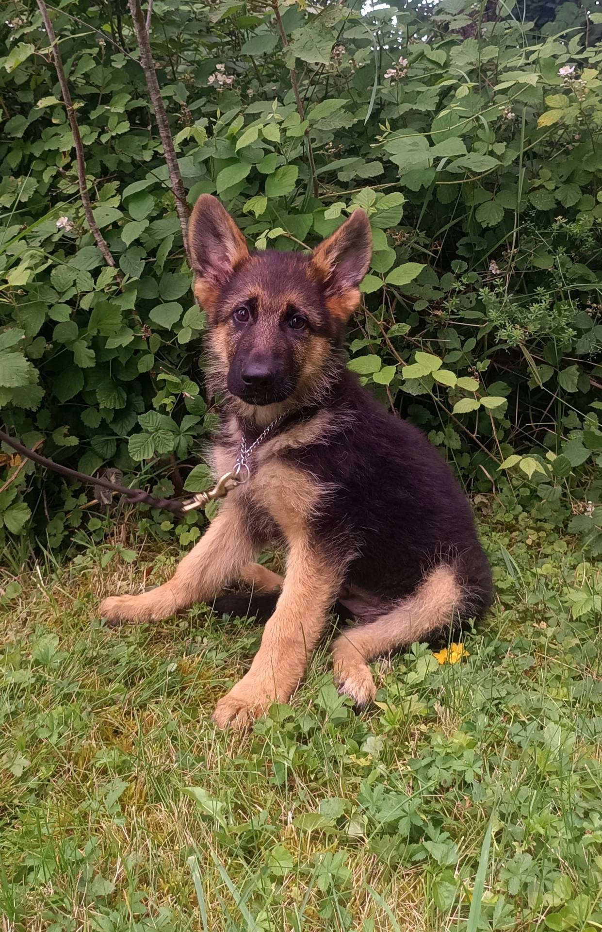 Chiot berger allemand lof neuvième