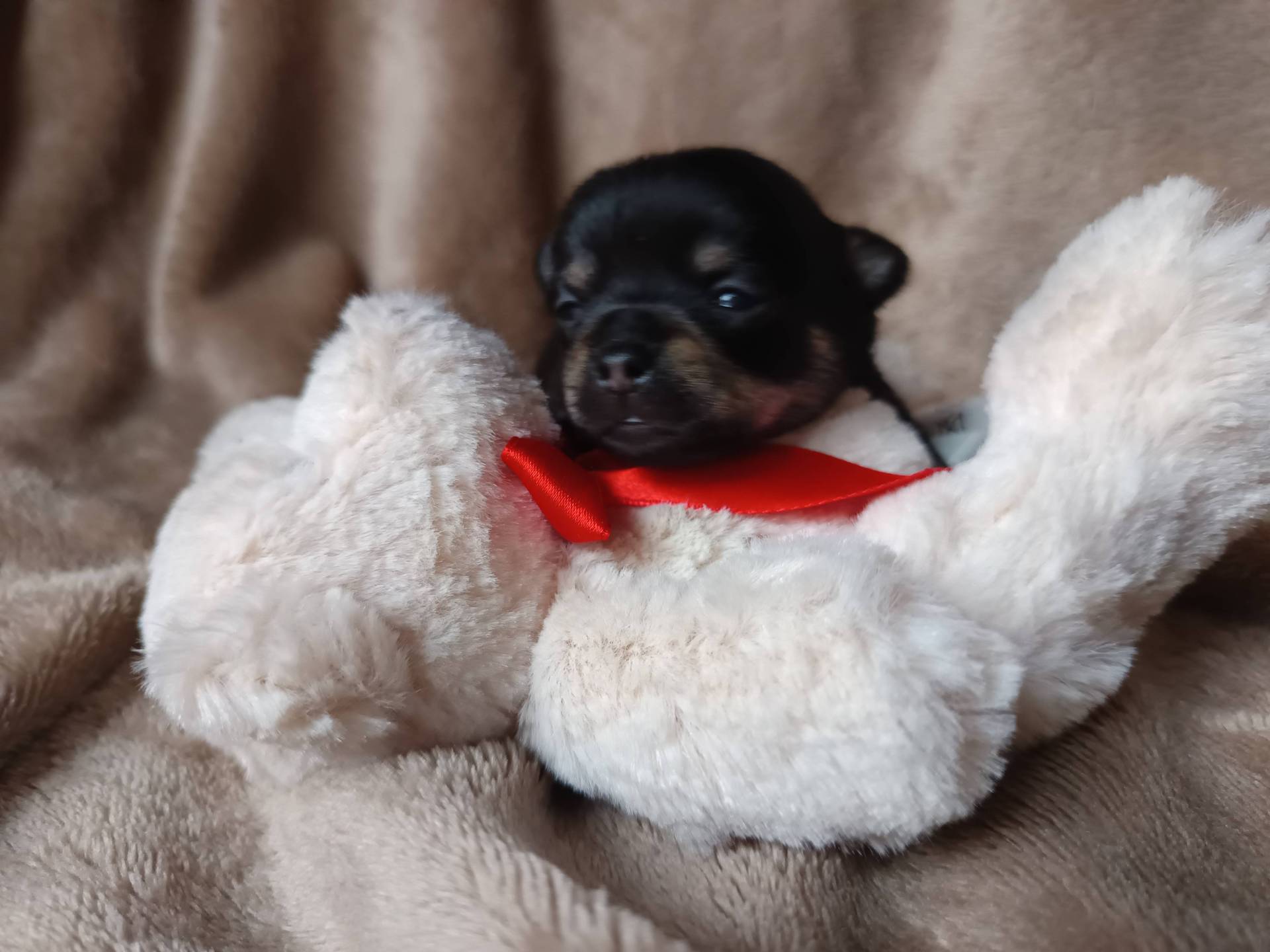 Chiots chihuahua  neuvième