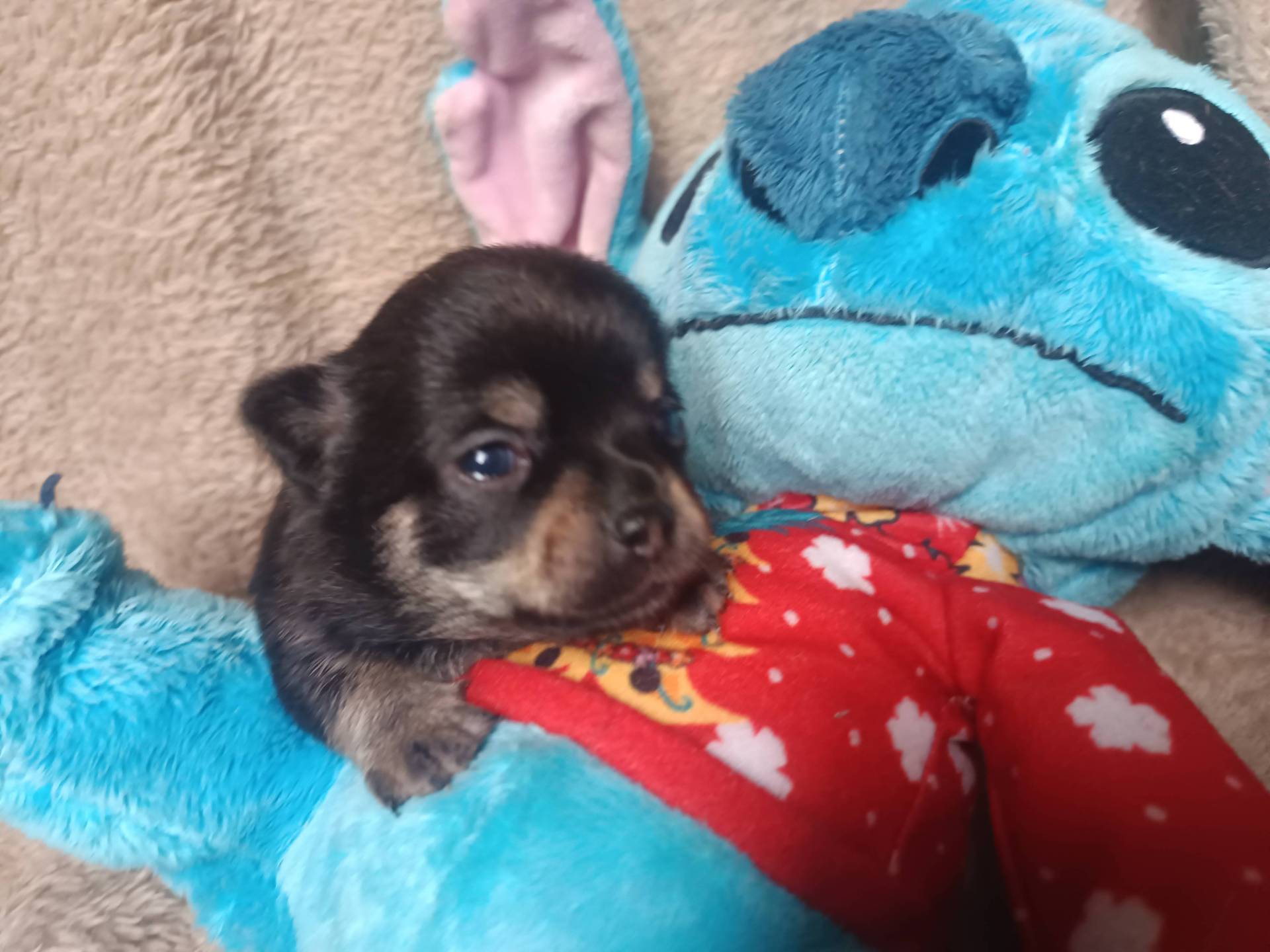 Chiots chihuahua  cinquième