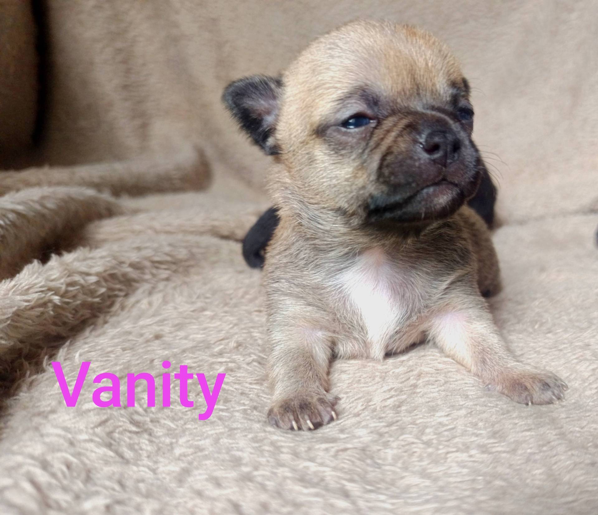 Chiots chihuahua  huitième