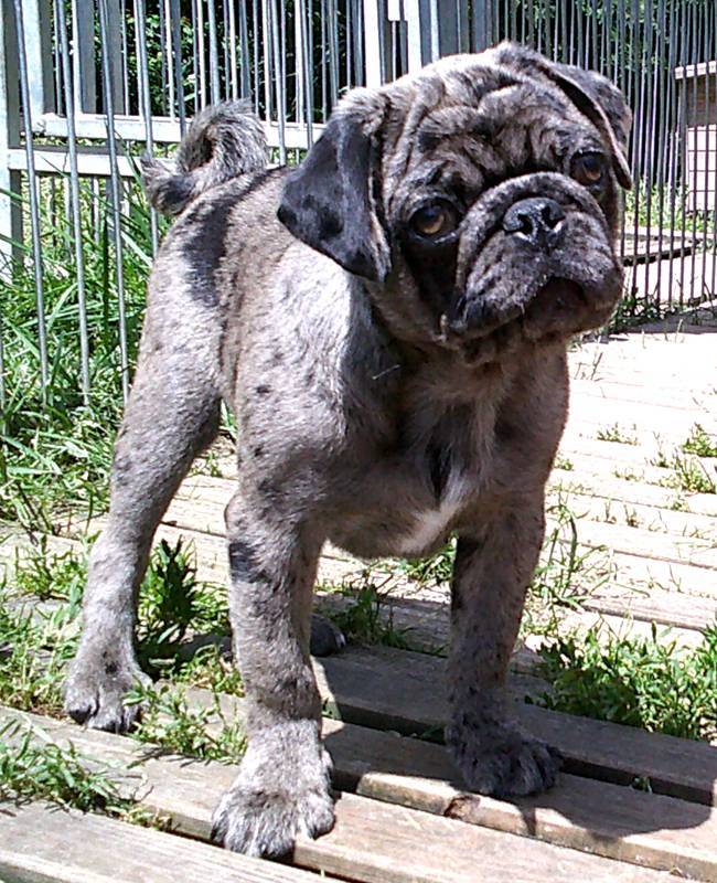 Chiot carlin exotique deuxième