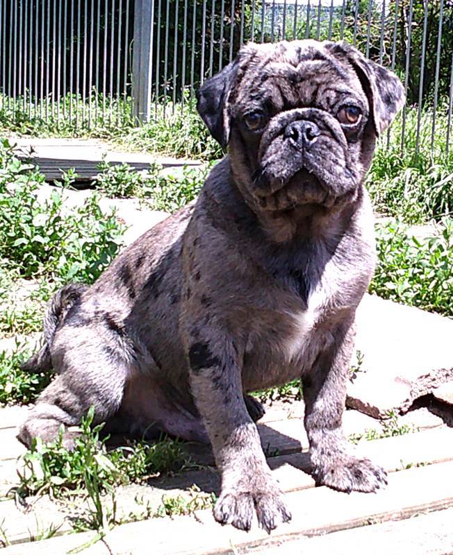 Chiot carlin exotique neuvième