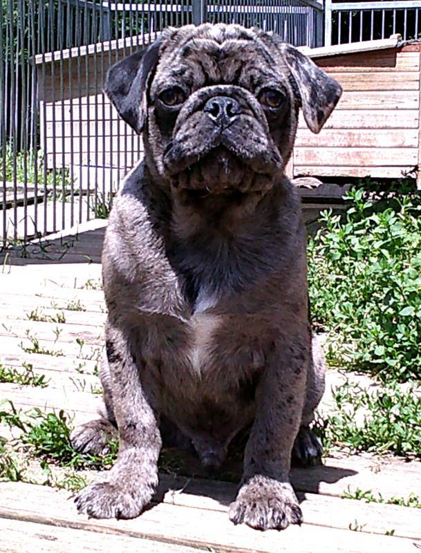 Chiot carlin exotique sixième