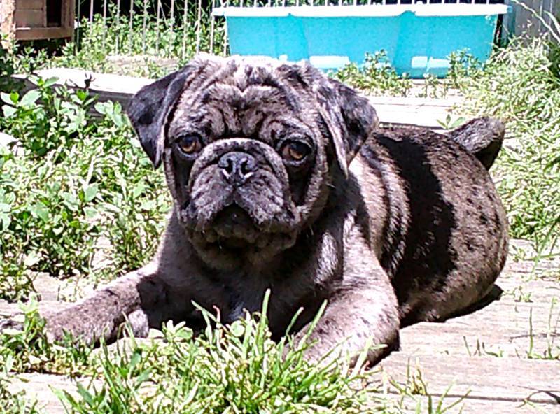 Chiot carlin exotique neuvième