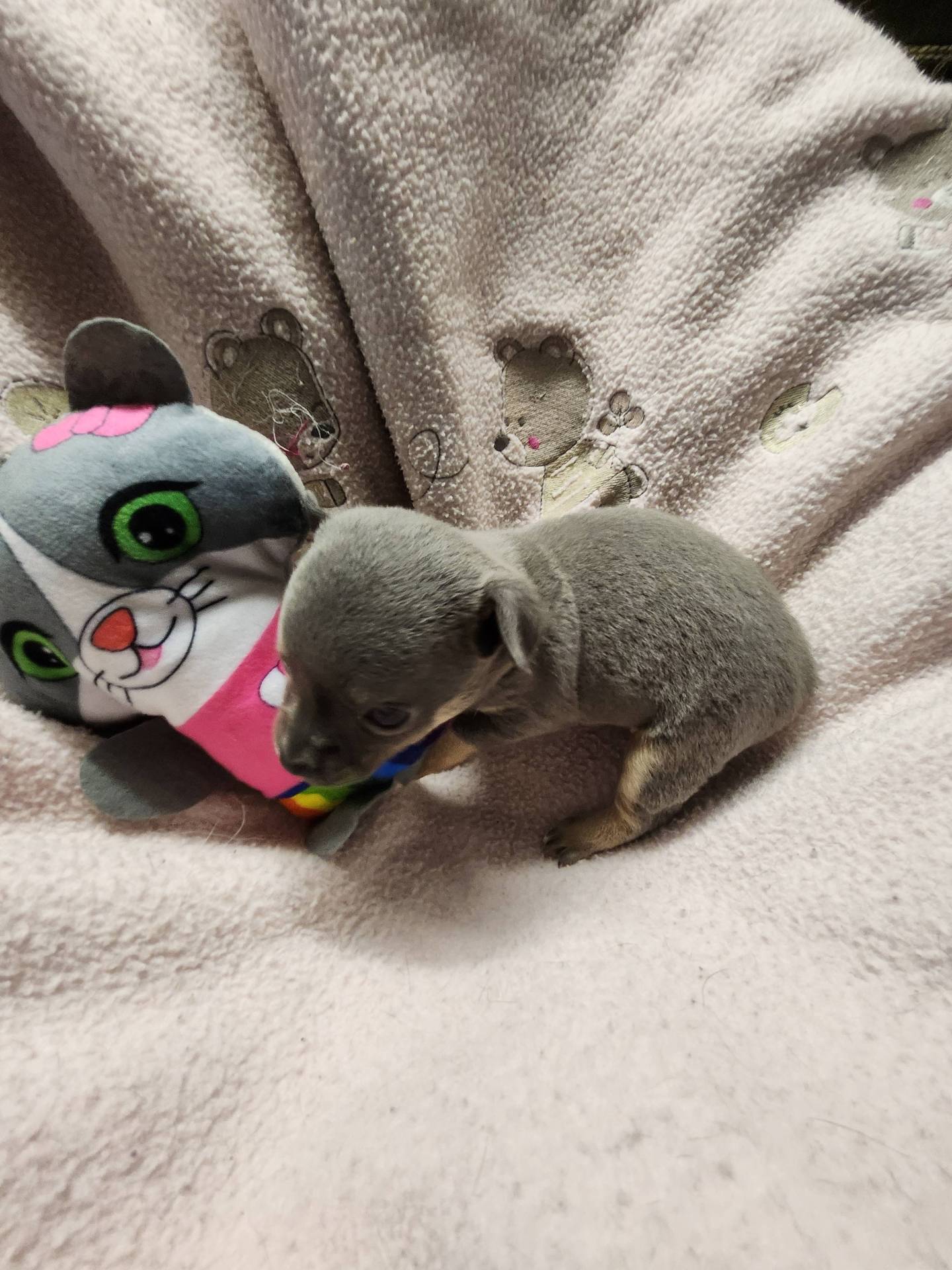 Chihuahua  cinquième