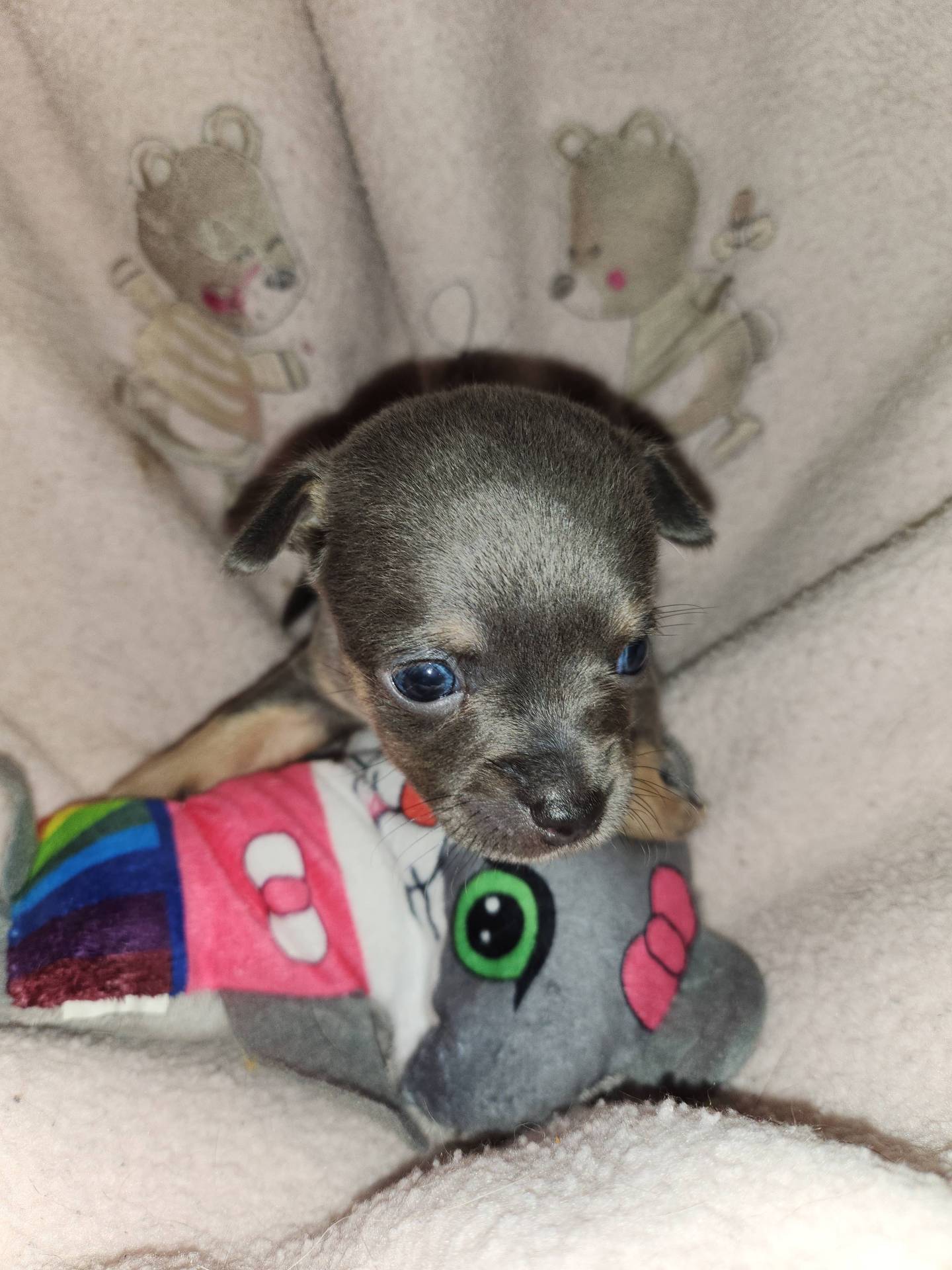 Chihuahua  neuvième