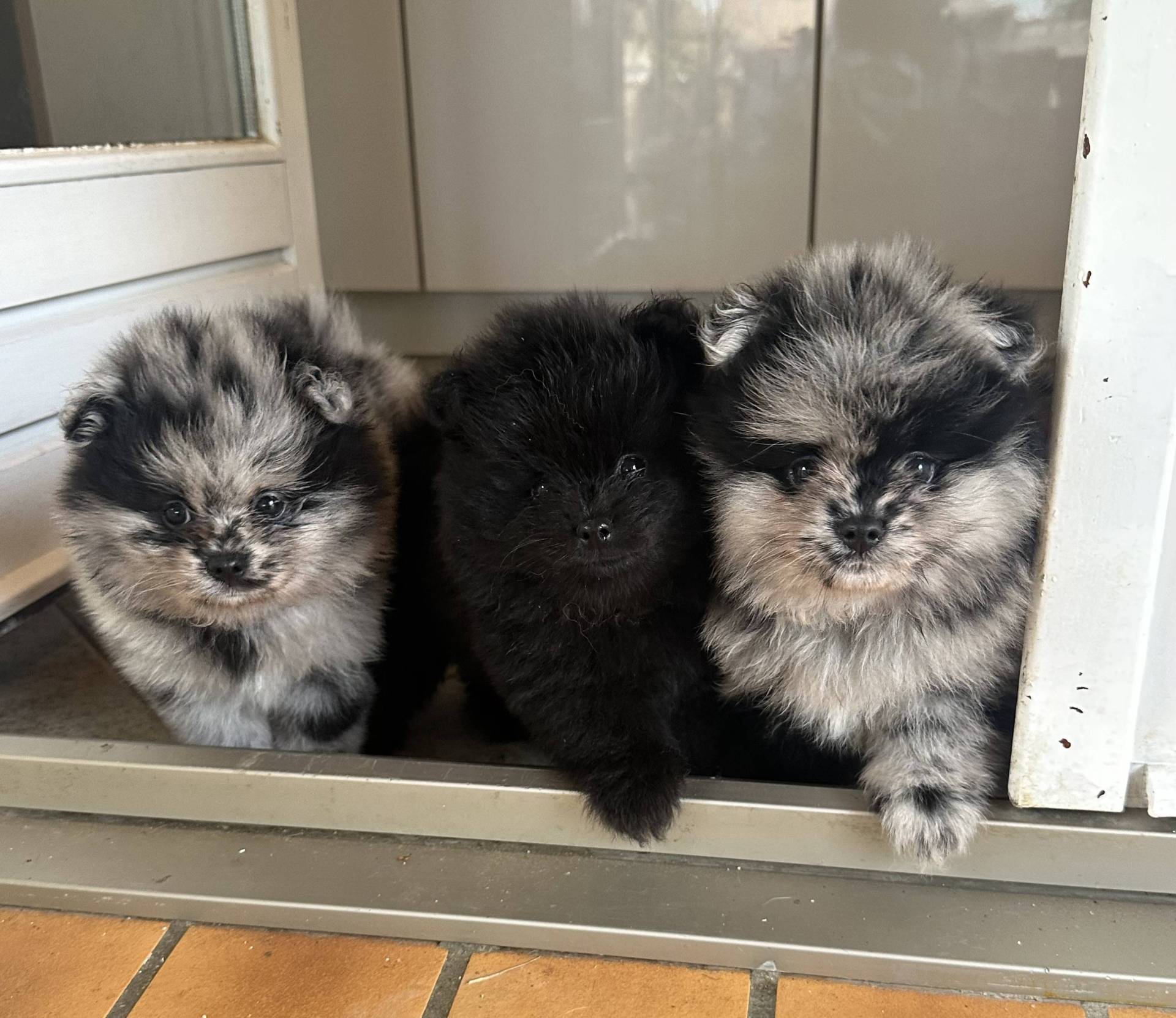 Spitz pomeranian troisième