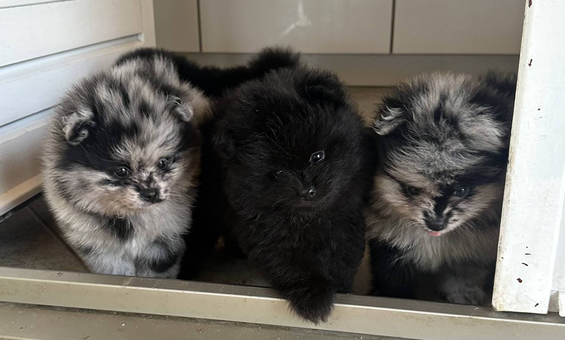 Spitz pomeranian huitième