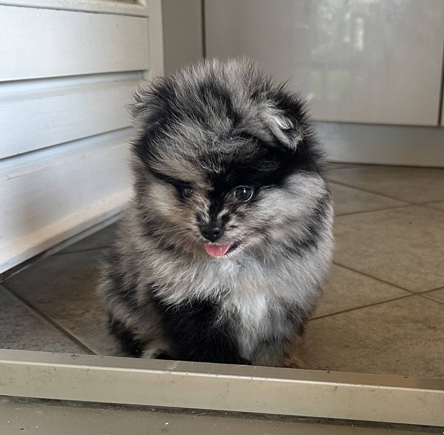 Spitz pomeranian première