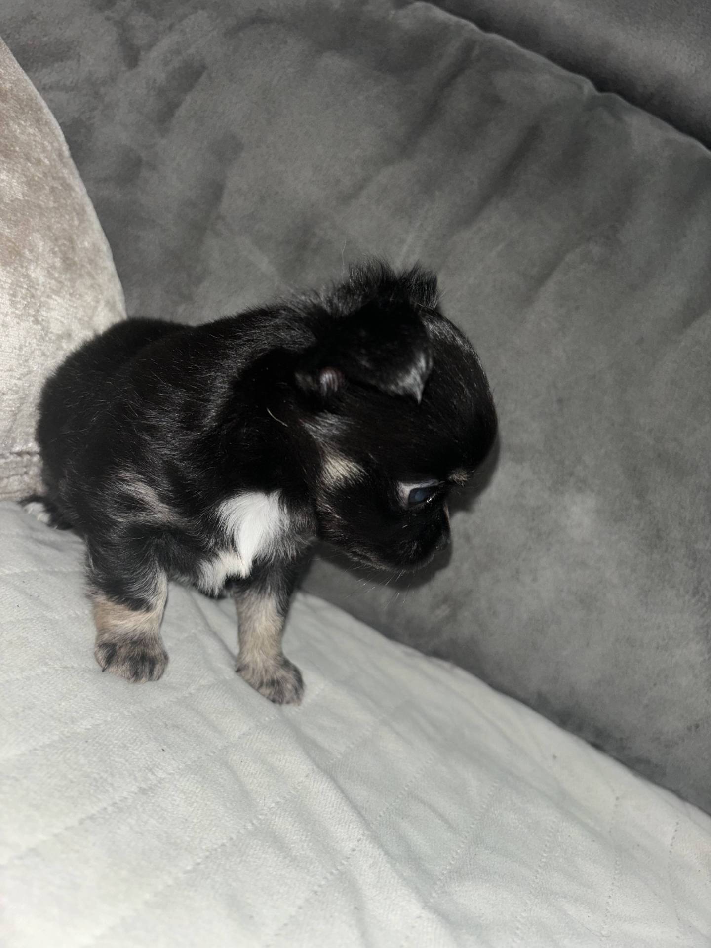 Chiot mâle chihuahuas poils long cinquième