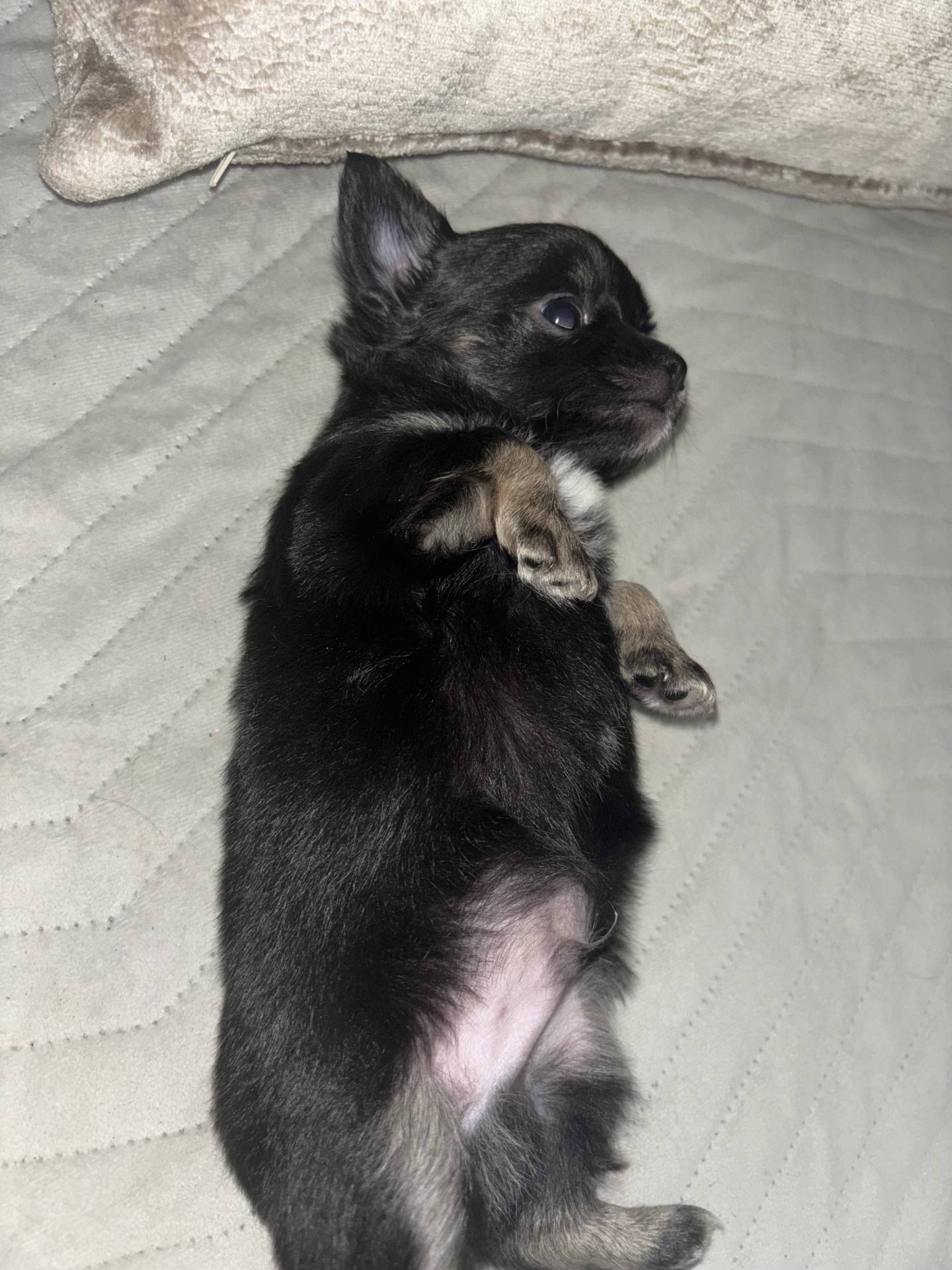 Chiot mâle chihuahuas poils long septième