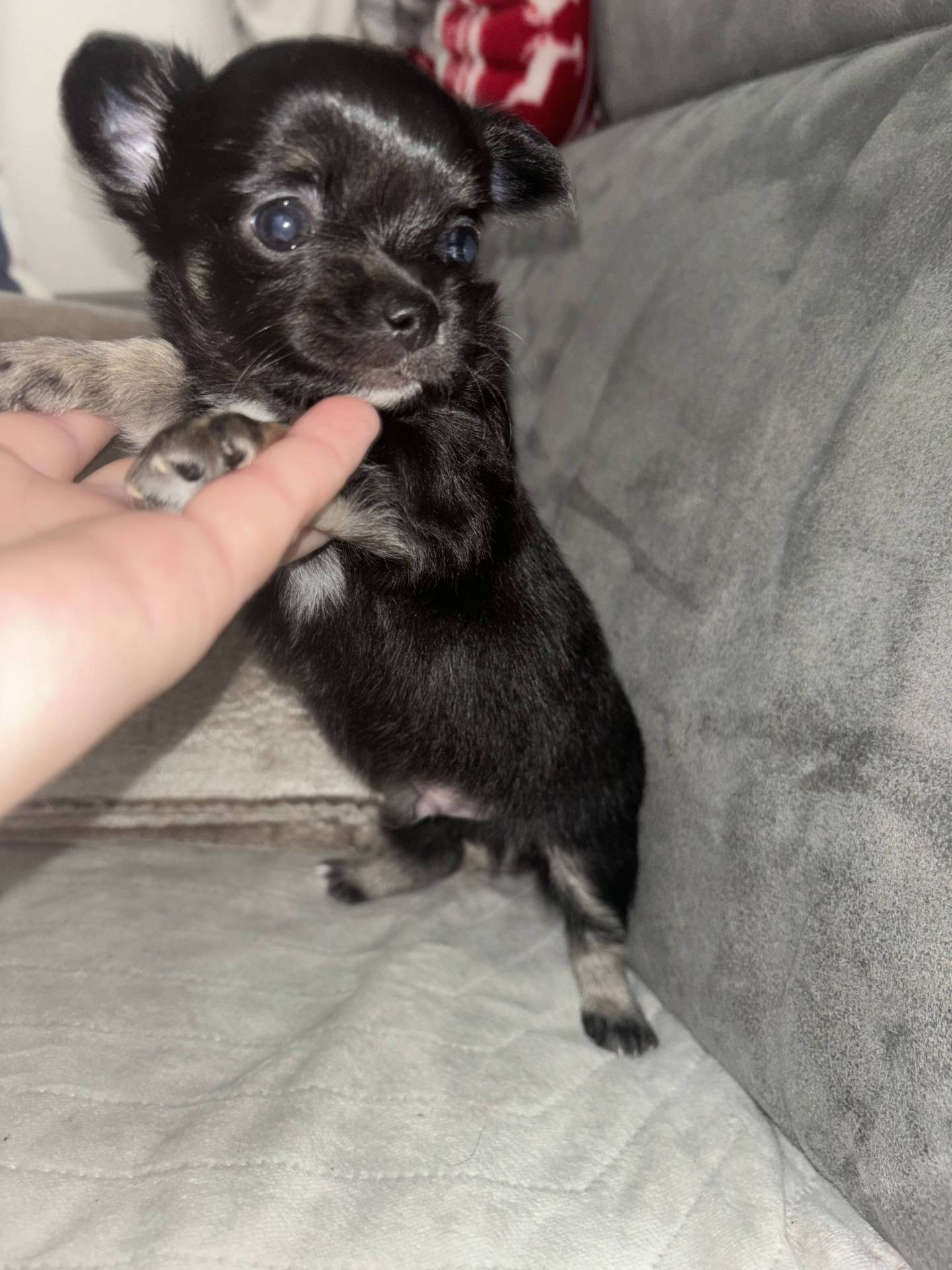 Chiot mâle chihuahuas poils long troisième