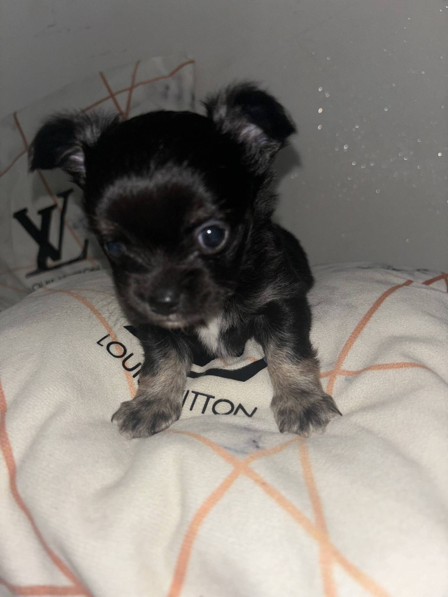 Chiot mâle chihuahuas poils long quatrième