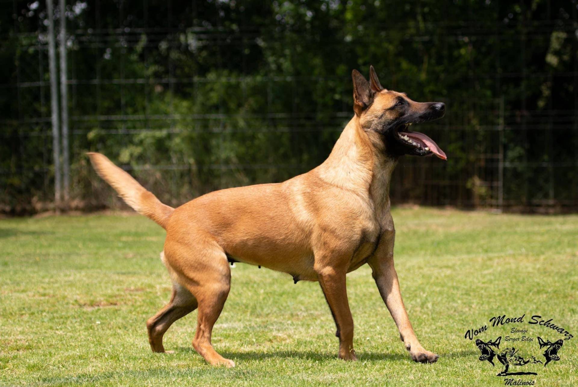 Chiots malinois (mâles)  Lof lignée travail à réserver  huitième